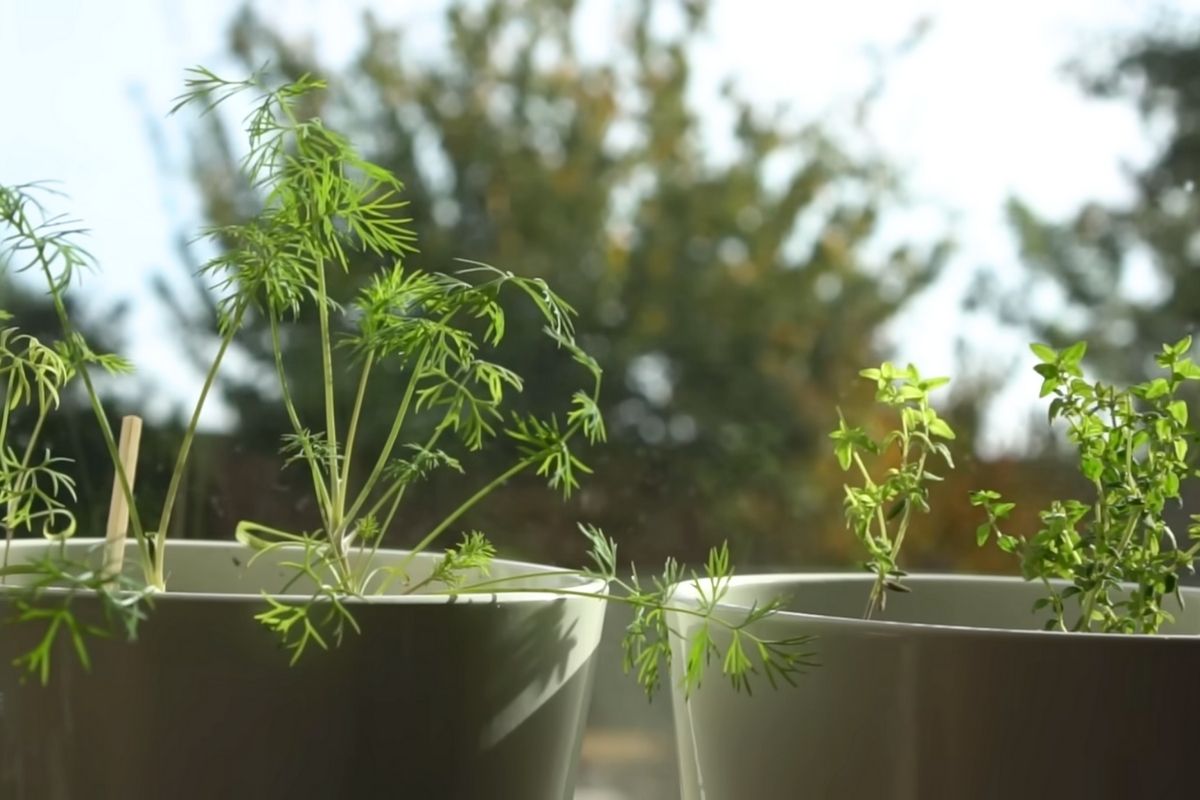 Saksijske začinske biljke na prozoru kuhinje osvetljene prirodnom svetlošću